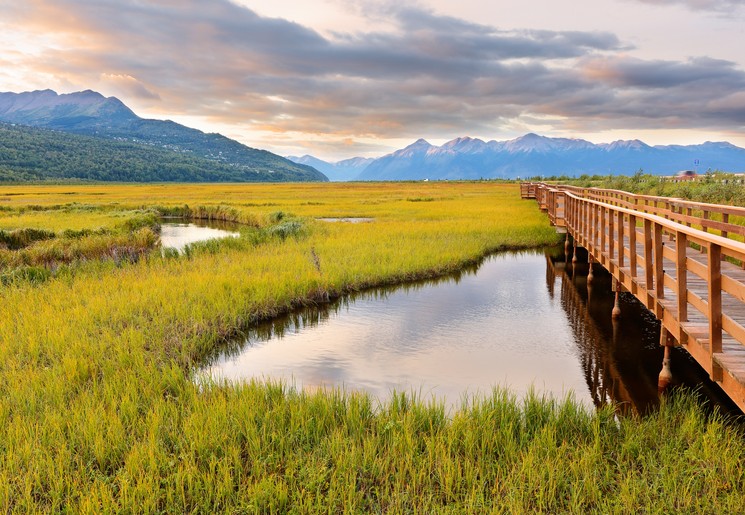 Vogelspotten in moerasgebied, nabij Anchorage, Alaska, Amerika Vogelspotten in moerasgebied, nabij Anchorage, Alaska, Amerika