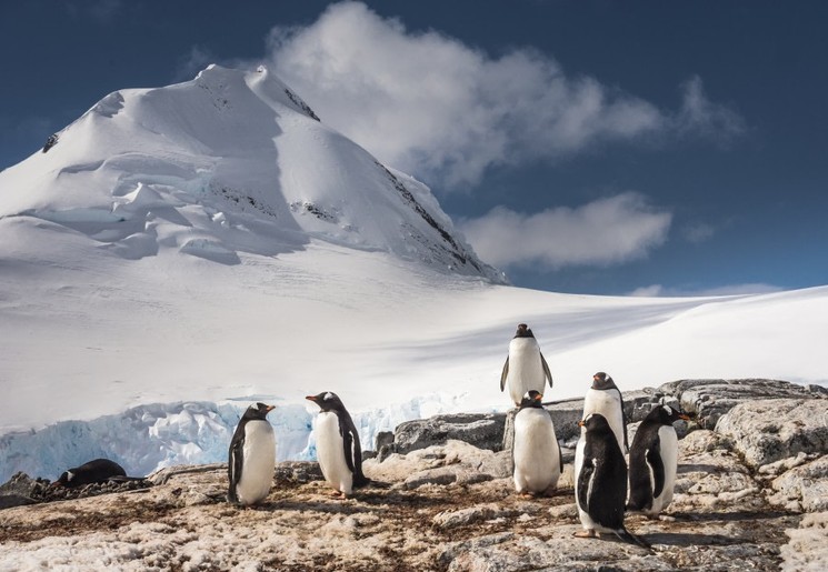 Pinguïns-expeditiecruise-Antarctica