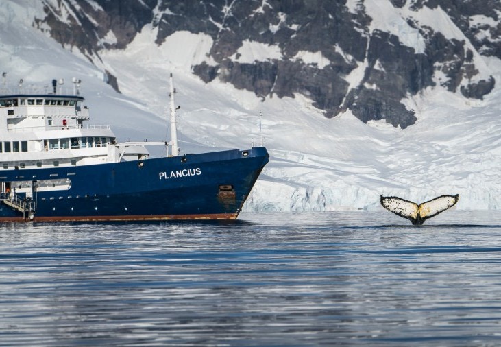 Walvisstaart-expeditiecruise