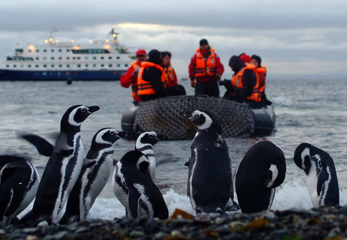 Zie pinguins in Antarctica