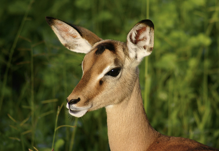 Impala in Kruger