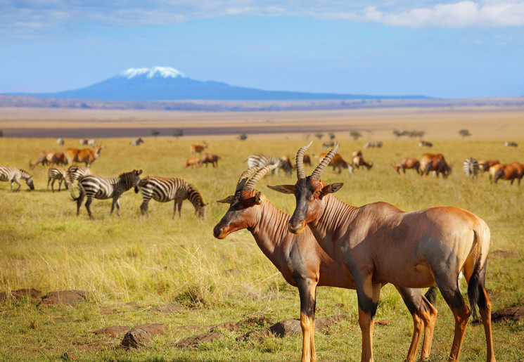 Zie wilde dieren in Amboseli National Park