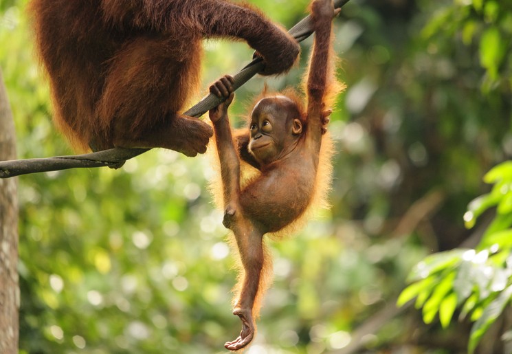 Mijn bezoek aan Sepilok op Borneo