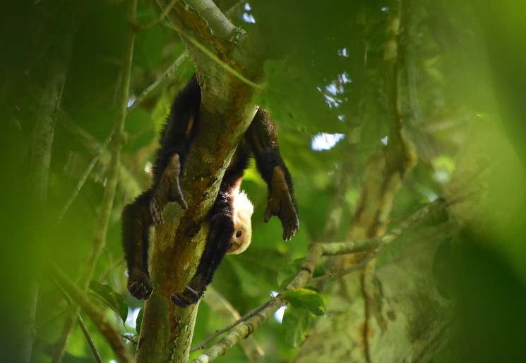 Apen in Carara National Forest