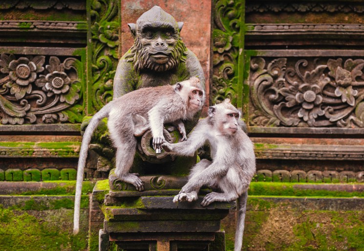 Apen in Monkey Forest in Ubud, Bali