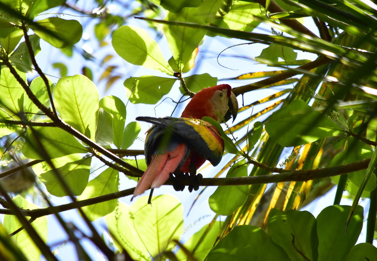 Een ara in Carara National Park