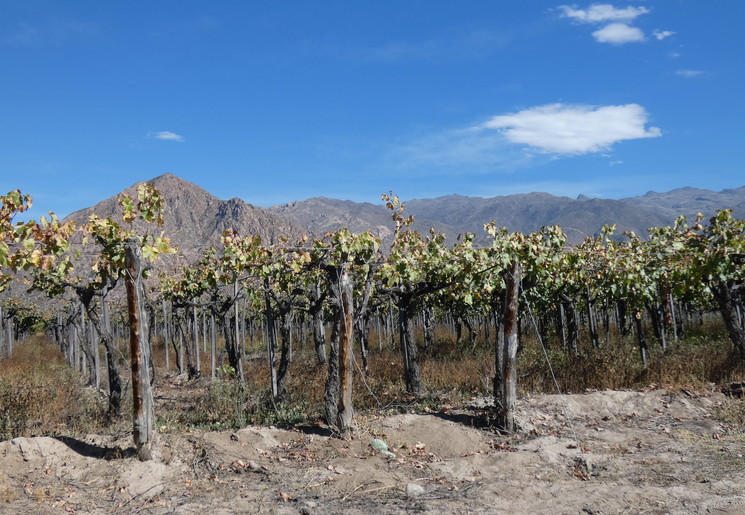 Wijngaard in Cafayate