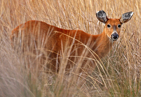 Hert Argentinië © Hostería Rincón del Ibera