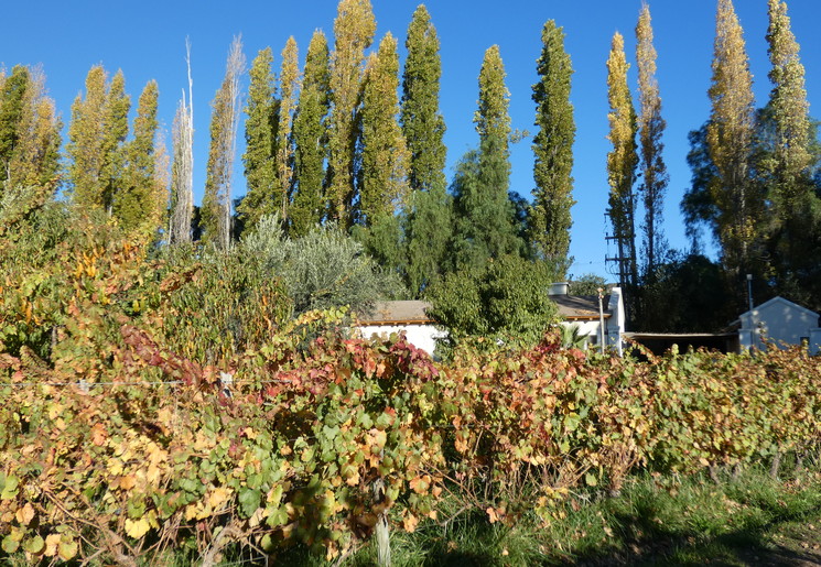 Argentinie-Mendoza-wijnboerderij-2