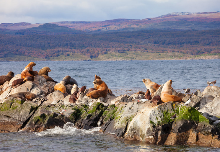 Argentinië, Ushuaia seal island