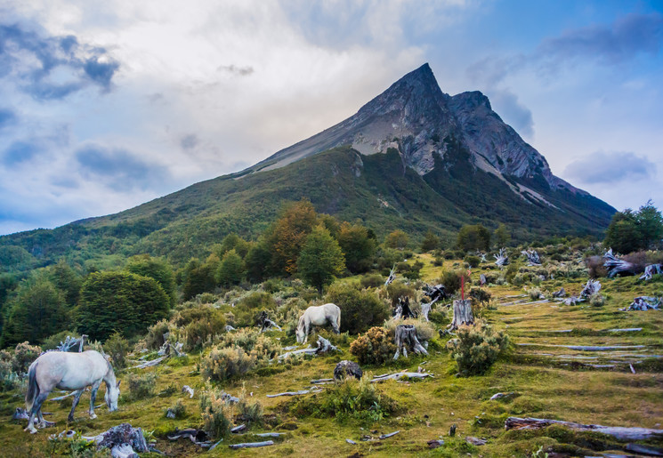 Argentinie Ushuaia paarden