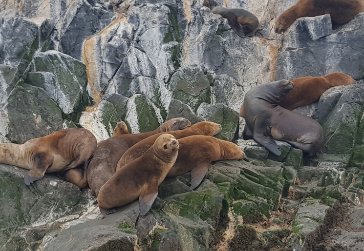 Argentinie-Ushuaia-zeehond