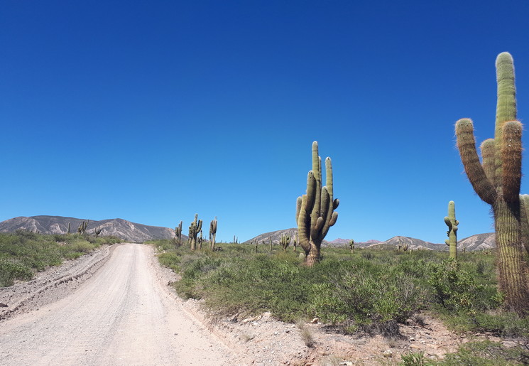 Hoge Cactussen naast de weg in Argentinië Hoge Cactussen naast de weg in Argentinië