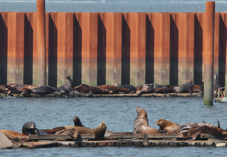 Zeeleeuwen bij Astoria, Oregon, Amerika