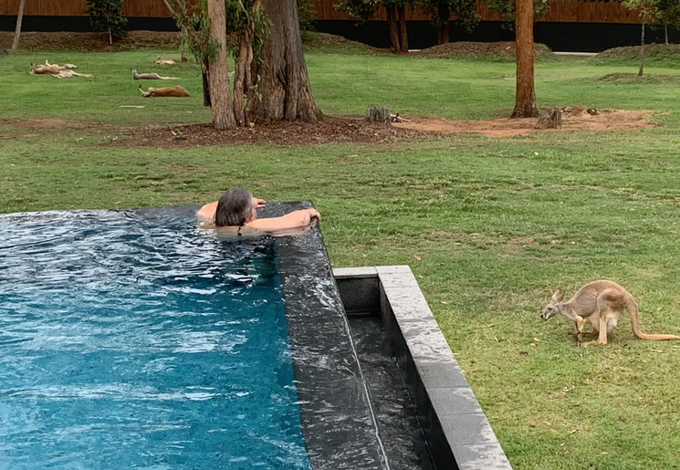 Zwemmen tussen de Kangoeroes