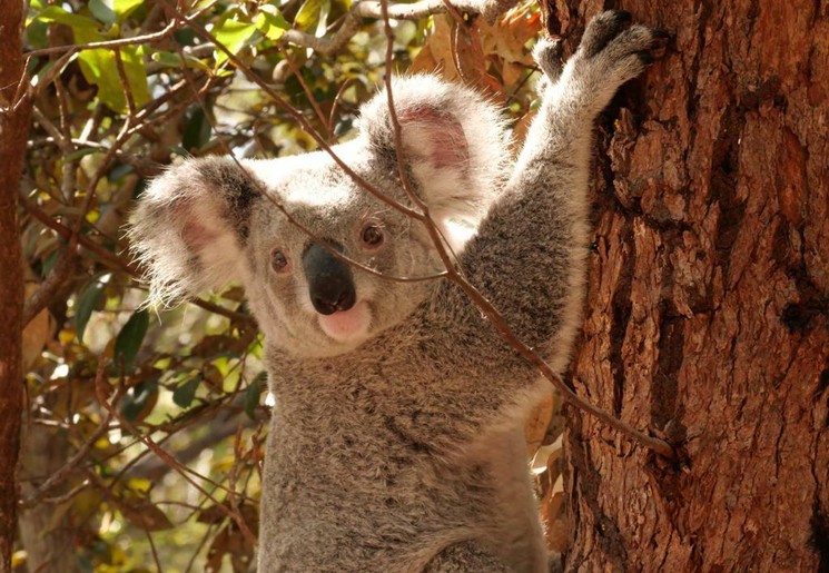 Koala in de boom in Australië