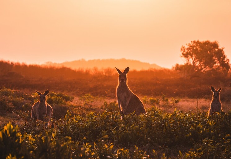 Kangoeroes bij zonsondergang in Australië