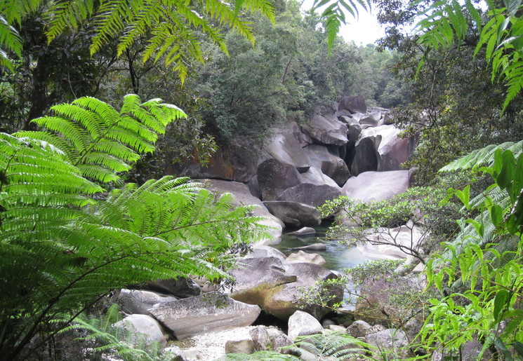 Australie-Atherton-Tablelands-jungle_1_560147