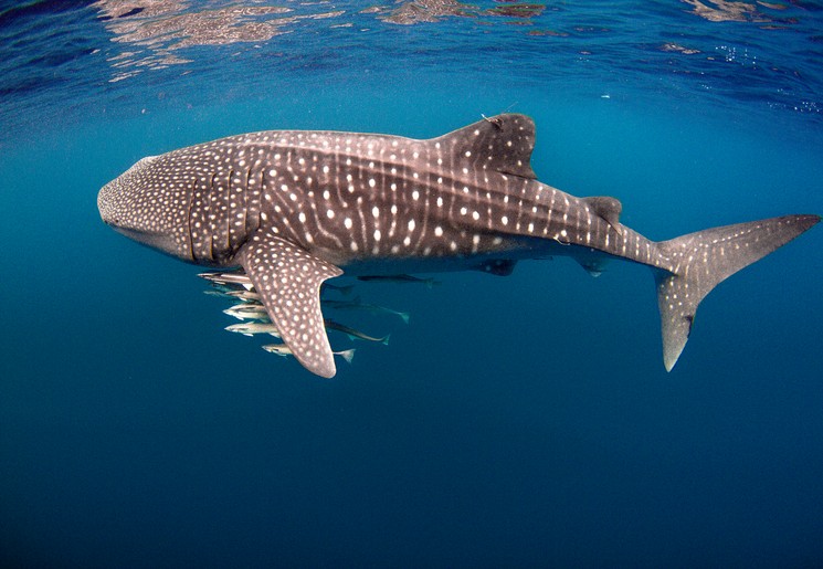 Walvishaai in Australië