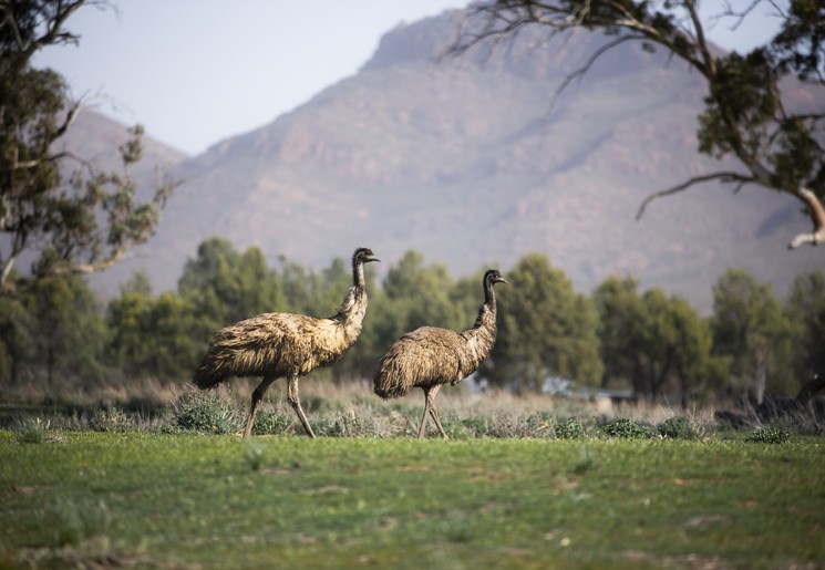 Emoes in de Flinders Ranges, Australië - © Australian Tourism