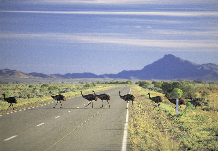 Emoes in de Flinders Ranges, Australië