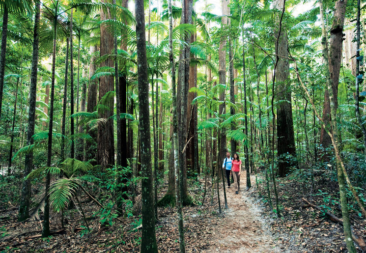 Pile Valley op Fraser Island