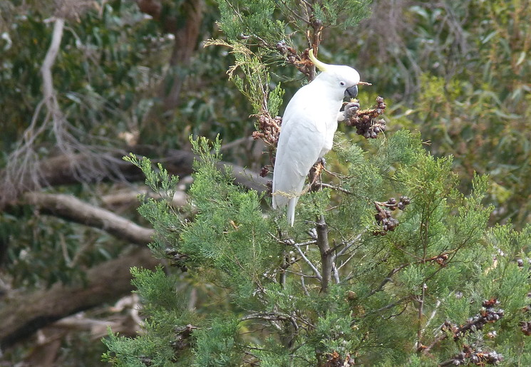 Vogels in het Grampians National Park, Australië