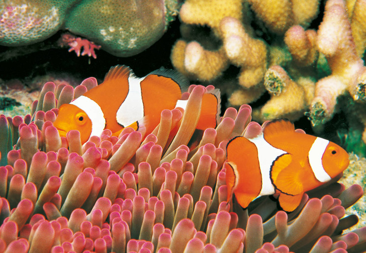 Nemo-visjes in het Great Barrier Reef, Australië