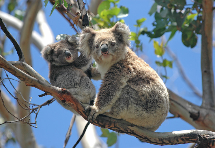 Koala's in Australië Koala's in Australië