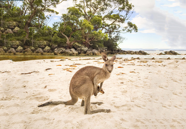 Kangeroe in Australië