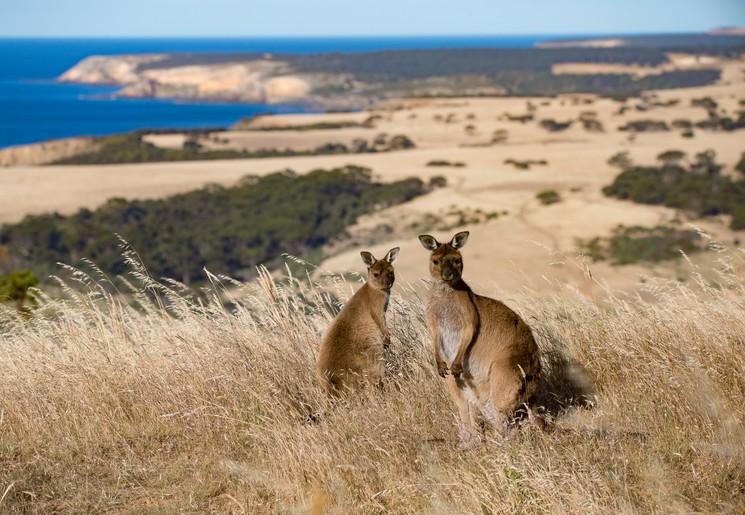 Beste reistijd Australië