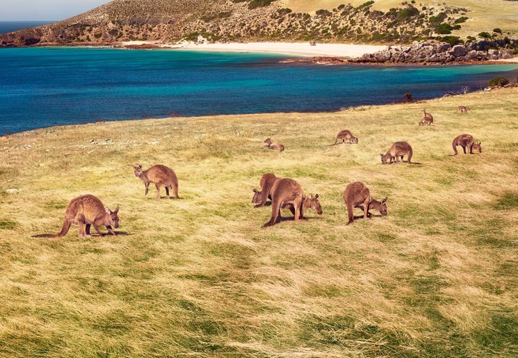 Kangaroos op Kangaroo Island, Australië