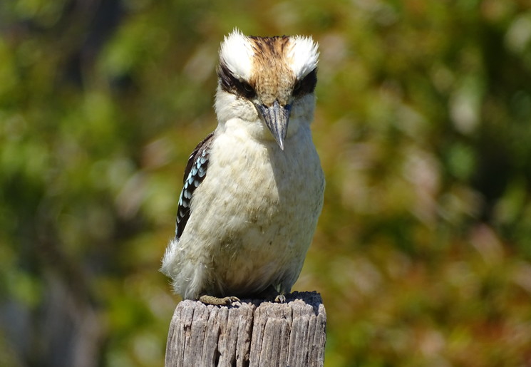 Australië kookabarru