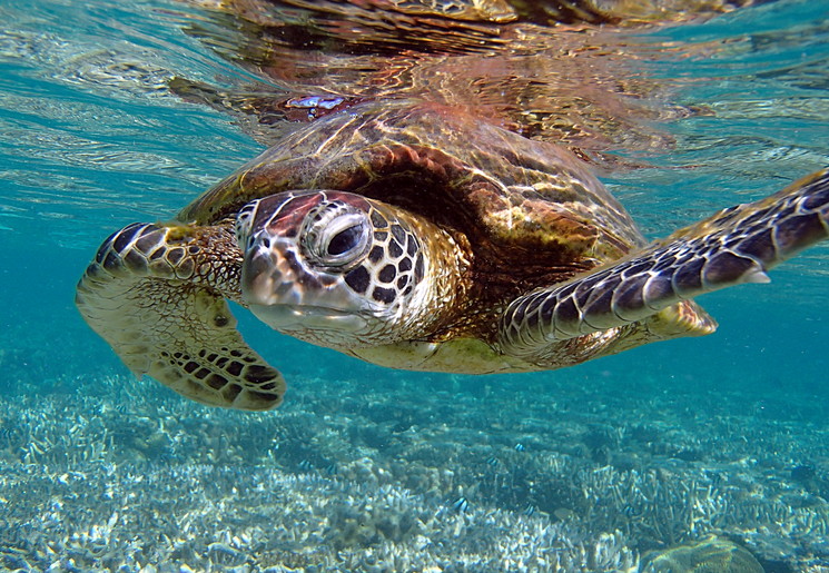 Australie-Lady-Elliot-Island-groene-schildpad_1_577452 Australie-Lady-Elliot-Island-groene-schildpad_1_577452