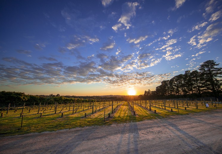 Wijngaarden Mornington Peninsula, Australië - © Tourism Australia
