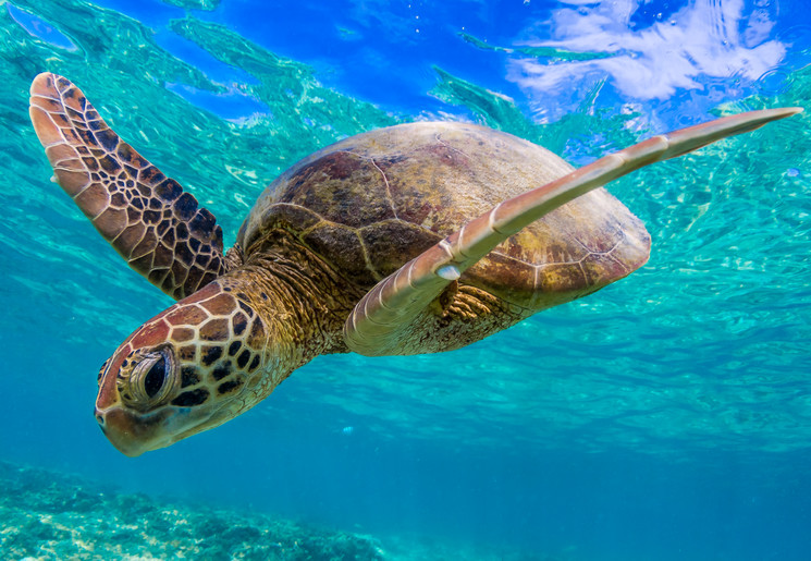 Een schildpad onder water bij Whitsundays, Australië