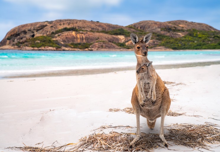 Kangaroo aan de kust Kangaroo aan de kust