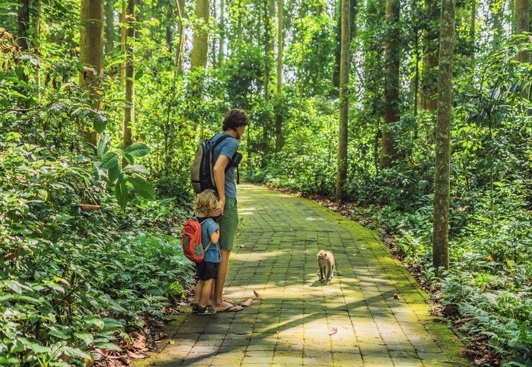 Aapjes in Monkey Forest tijdens de wandeling van de vader met het kind, Ubud