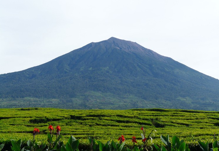 Kijk uit over de theevelden en op de achtergrond de vulkaan Kerinci op Sumatra