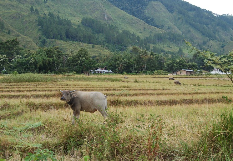 Het landelijke eiland Samosir in het Tobameer op Sumatra