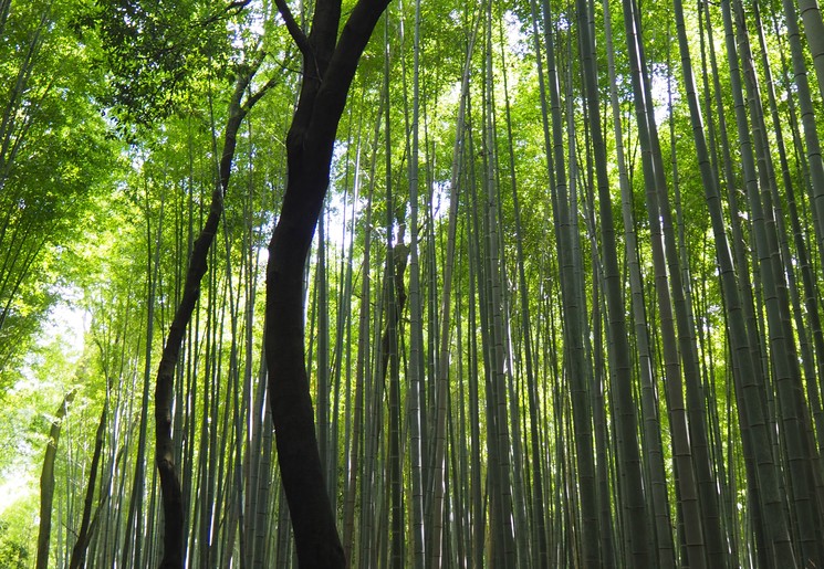 De bamboetuin van Arashiyama in Kyoto, Japan