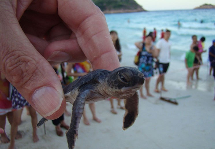 Een babyschildpad bij Redang Marine Park Centre op Redang, Maleisië