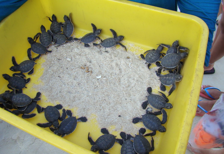 Meerdere babyschilpadden bij Redang Marine Park Centre op Redang, Maleisië
