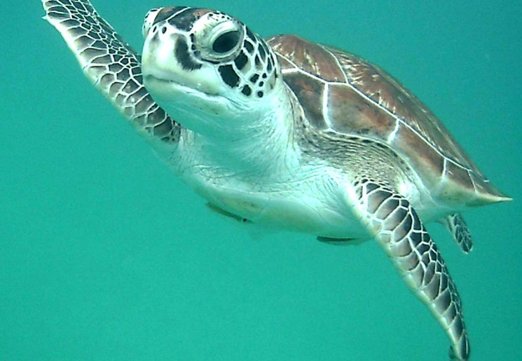 Een zeeschildpad bij Redang, Maleisië Een zeeschildpad bij Redang, Maleisië