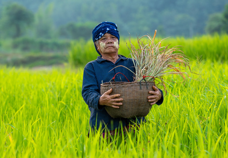 Local in de rijstvelden van Myanmar