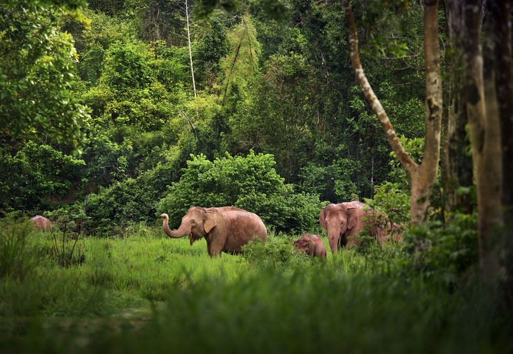 Olifanten in Khao Yai NP, Thailand