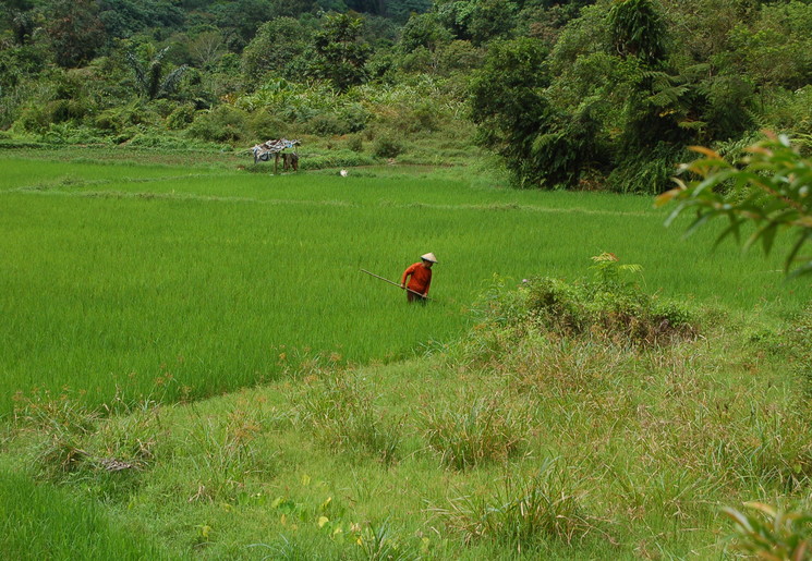 Local aan het werk in de Harauvallei op Sumatra