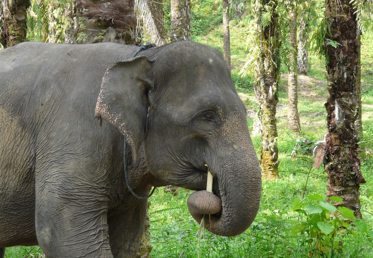 Wandelen met olifanten in hun natuurlijke omgeving