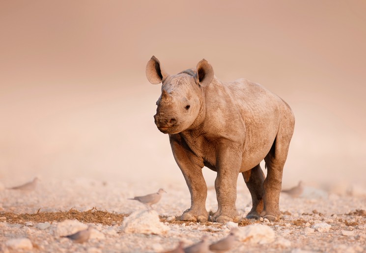 Babyneushoorn in Namibie