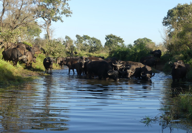 Badende buffels in Kruger National Park